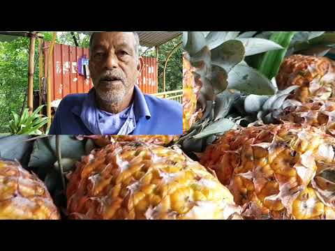 कोकणातील अननस शेती यशोगाथा, pineapple farming in kokan || २.५ गुंठ्यातुन ७० ते ८० हजार उत्पन्न ||