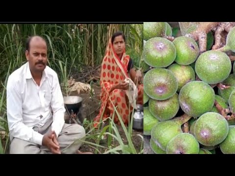 खमंग आणि चविष्ट गावठी पद्धतीने उंबराची भाजी बनवण्याची पद्धत, umbrachi bhaji,