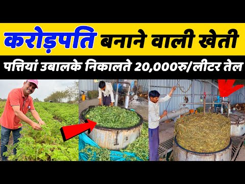 इन पत्तियों का ऑइल बिकता हैं 10 से 20,000रु/लीटर😳😱A to Z Farming | Indian Farmer