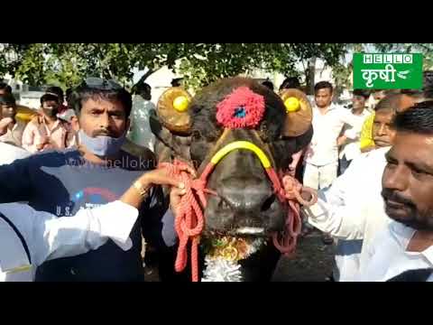 'या' म्हशीसोबत सेल्फी काढण्यासाठी लागतेय शेतकर्‍यांची लाईन; एका दिवसात फस्त करते 15 लिटर दुध