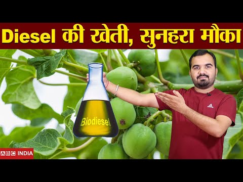 Jatropha Farming बढ़ी मांग | लाखों कमाएं | BioDiesel Farming in India | Best earning farming #kheti