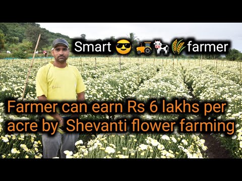 Farmer can earn 6 lakh per acre by shevanti flower farming || floriculture in india | indias farming