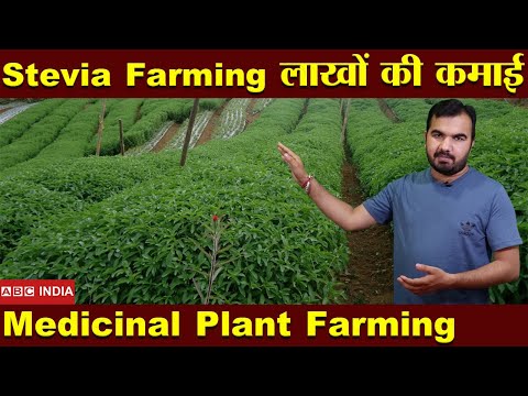 लाखों की कमाई | Medicinal Plant Farming | Stevia Farming | Sugar Free plant Farming | New Farming