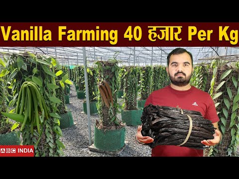 Vanilla Farming | 40,000 Per Kg | Vanilla ki kheti | Increase Demand of Vanilla | Profitable Farming