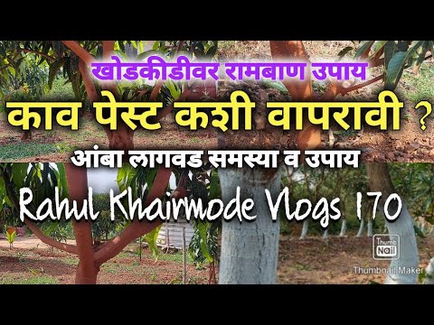 काव पेस्ट कशी लावावी ? सेंद्रिय खोड कीड नियंत्रण - How to apply Kav Paste on Fruit plant ? part 170