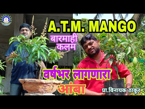 वर्षभर लागणारे आंबा कलम/Thai ATM Mango (All Time Mango)