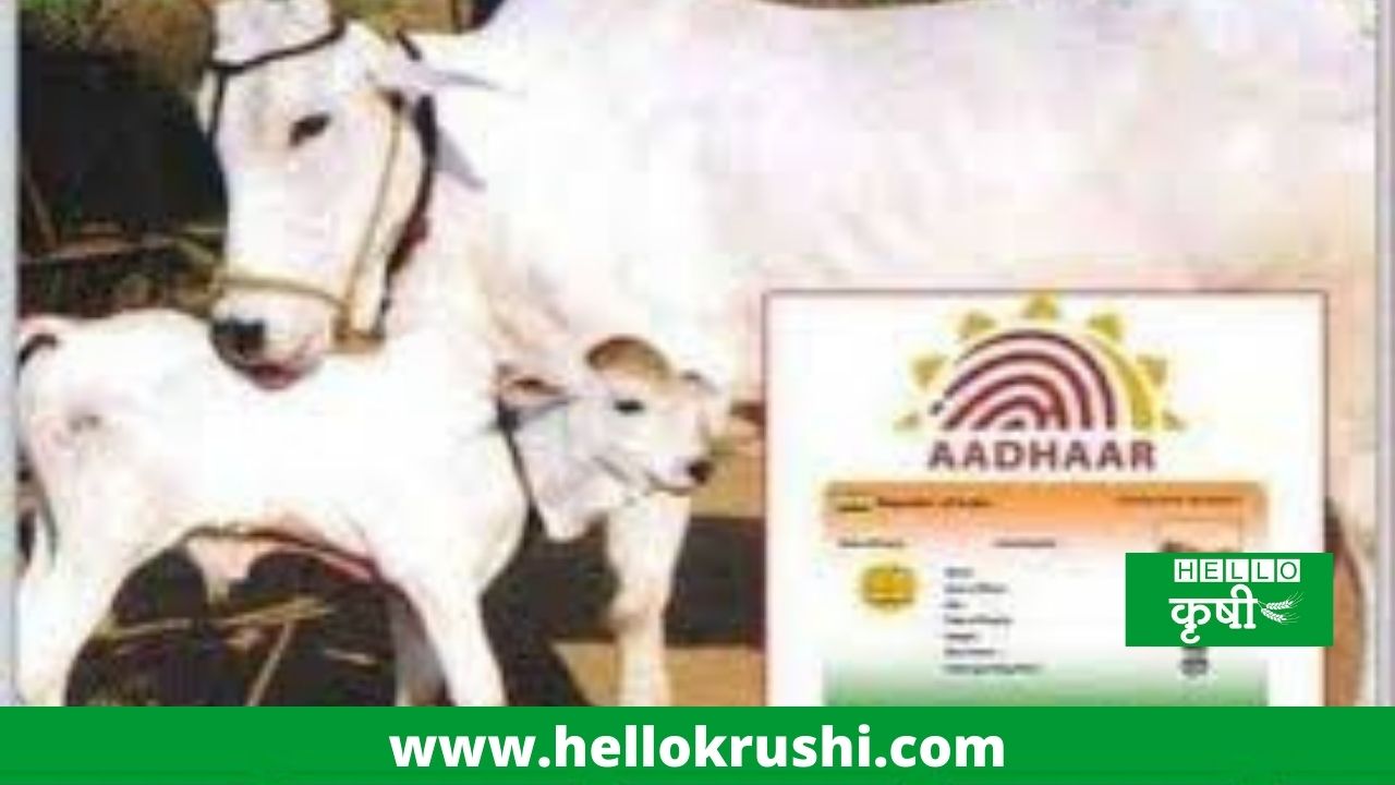 Animal Adhar Card