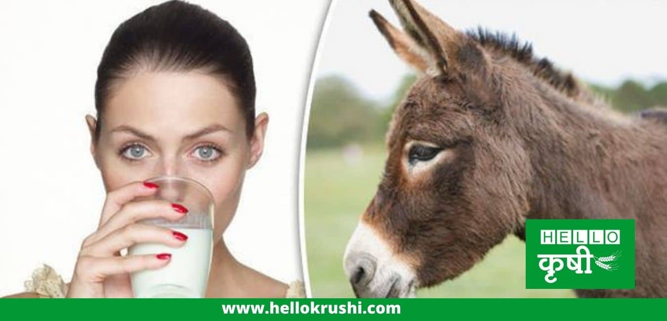 Donkey milk