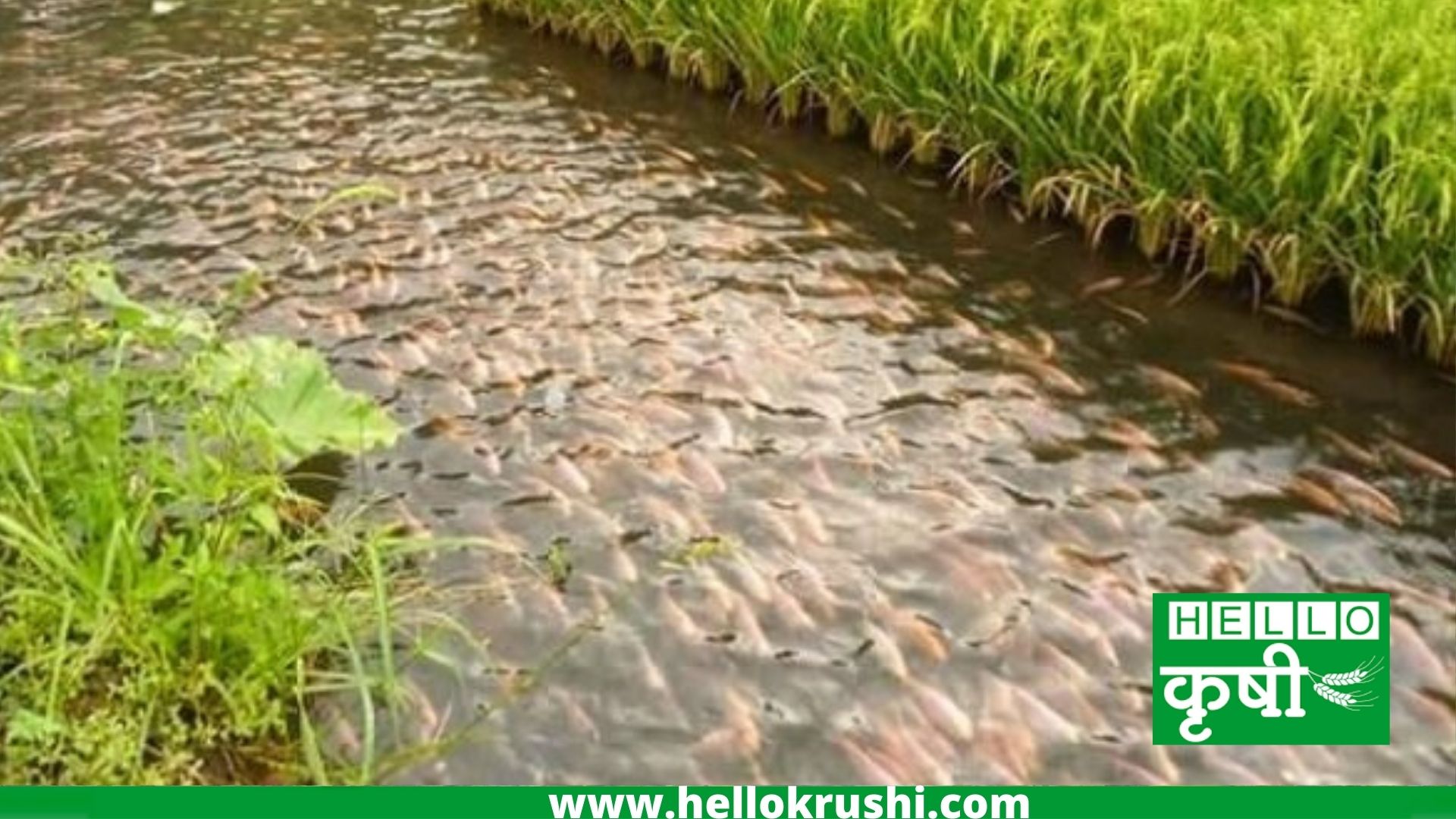 fish rise farming