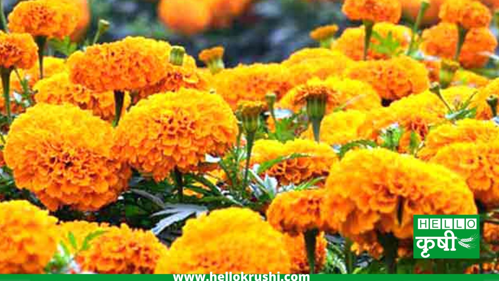 Marigold Planting