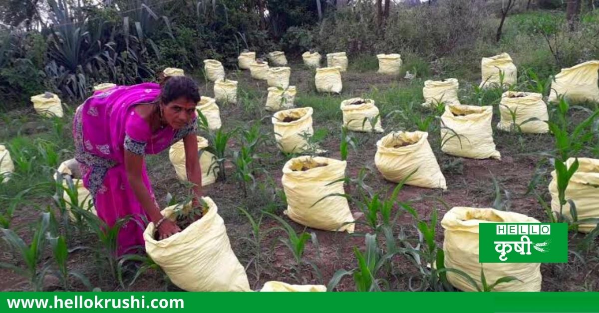 Jawahar Model Farming in bags