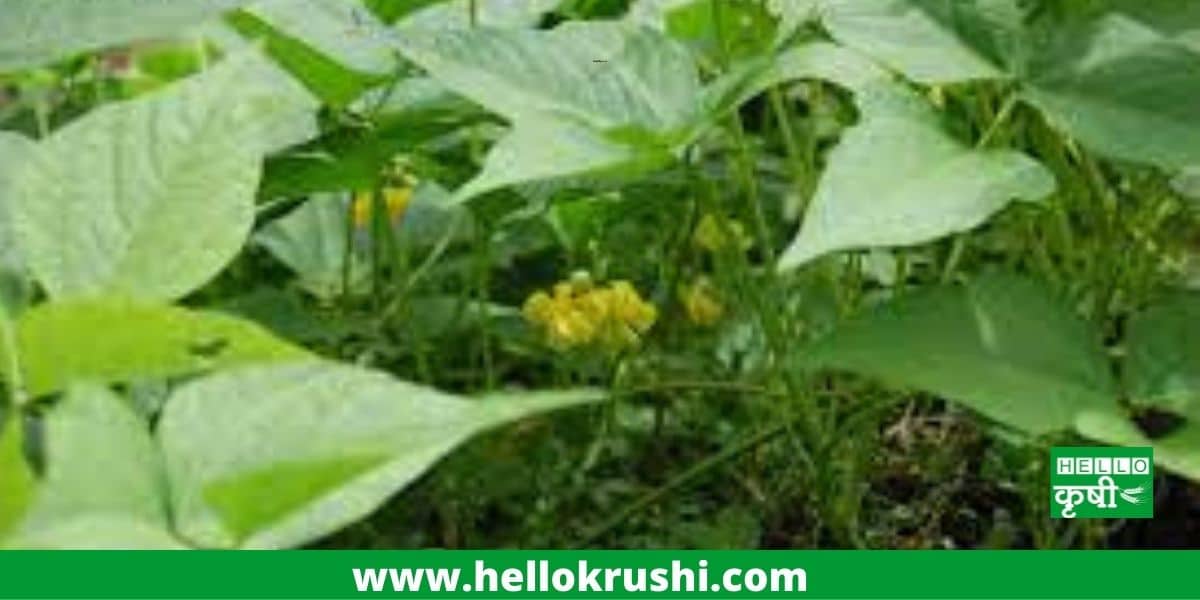 Ricebean Cultivation