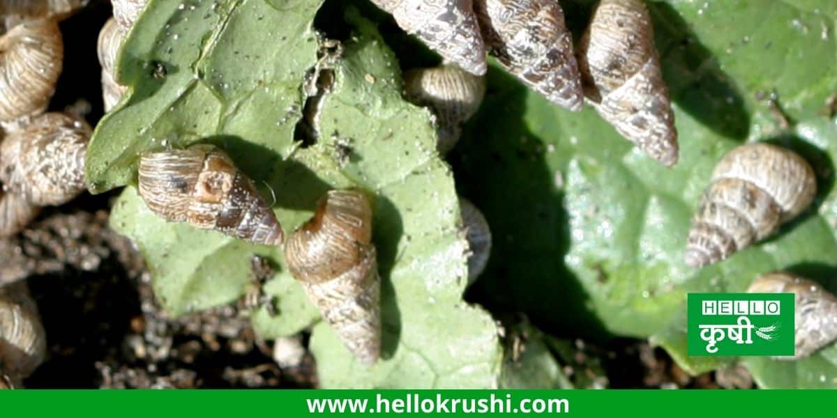 Conch snails damage crops; How to manage