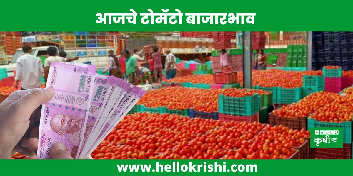 Tomato Market Price