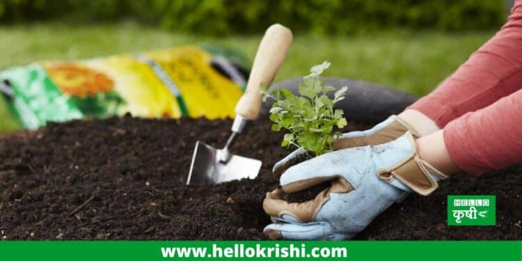 planting