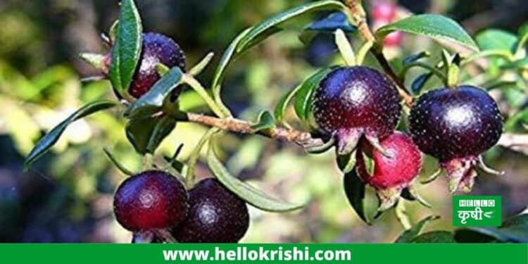 Black Guava Farming