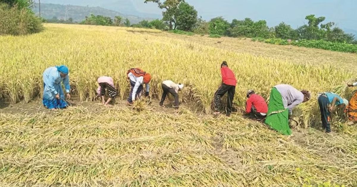 Paddy Harvesting