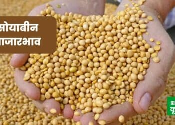 Soyabean Rate Today