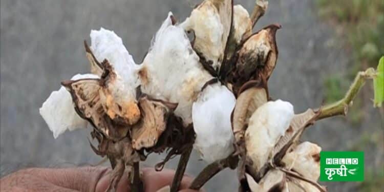 Cotton damage