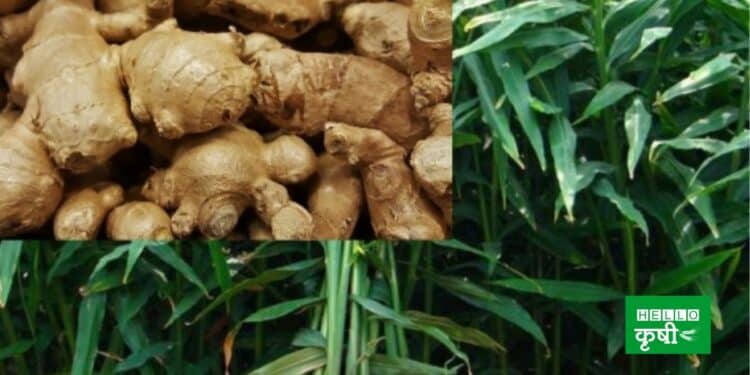 ginger cultivation