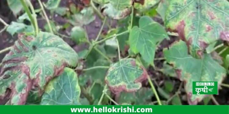 cotton crop