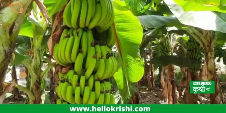 banana