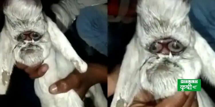 A baby goat with a human face