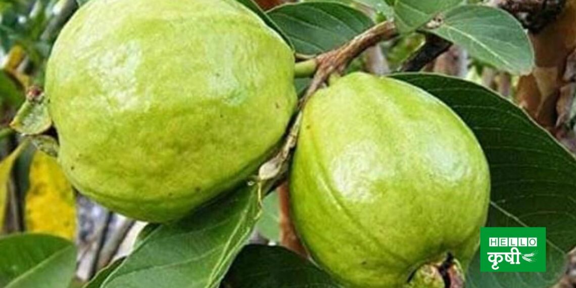 Guava Cultivation