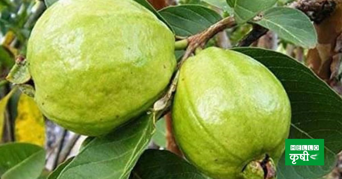 Guava Cultivation