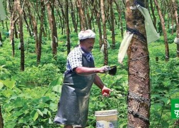rubber Cultivation