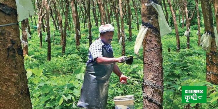 rubber Cultivation