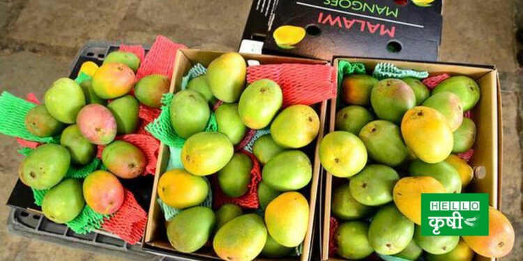 Malawi Mangoes