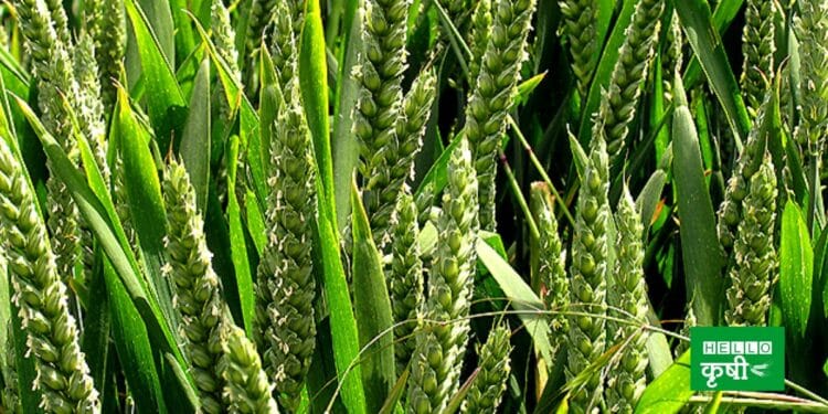 Wheat