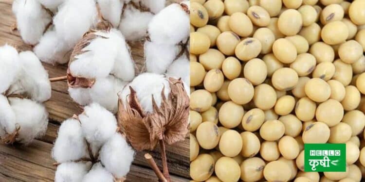 cotton soyabean