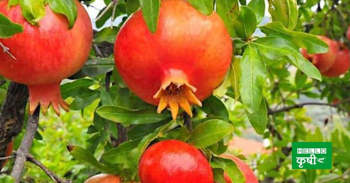 _ pomegranate cultivation