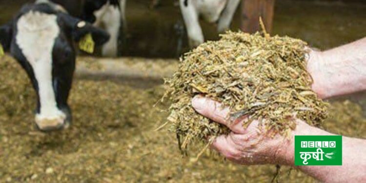 Animal Feed