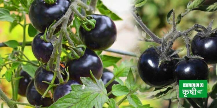 Black Tomato cultivation