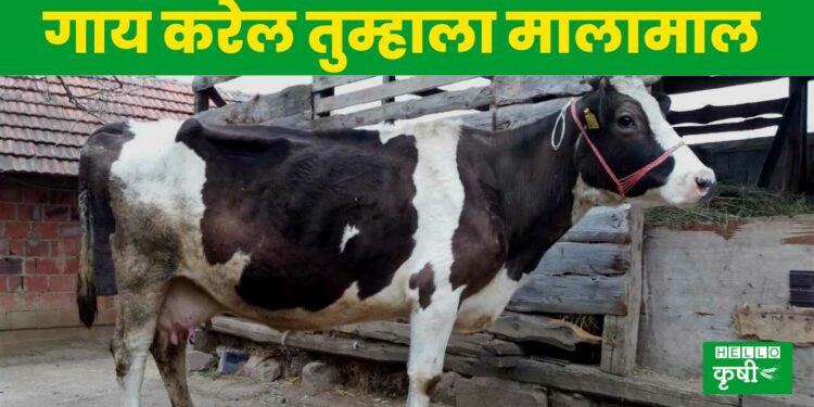 Phule Triveni Cow