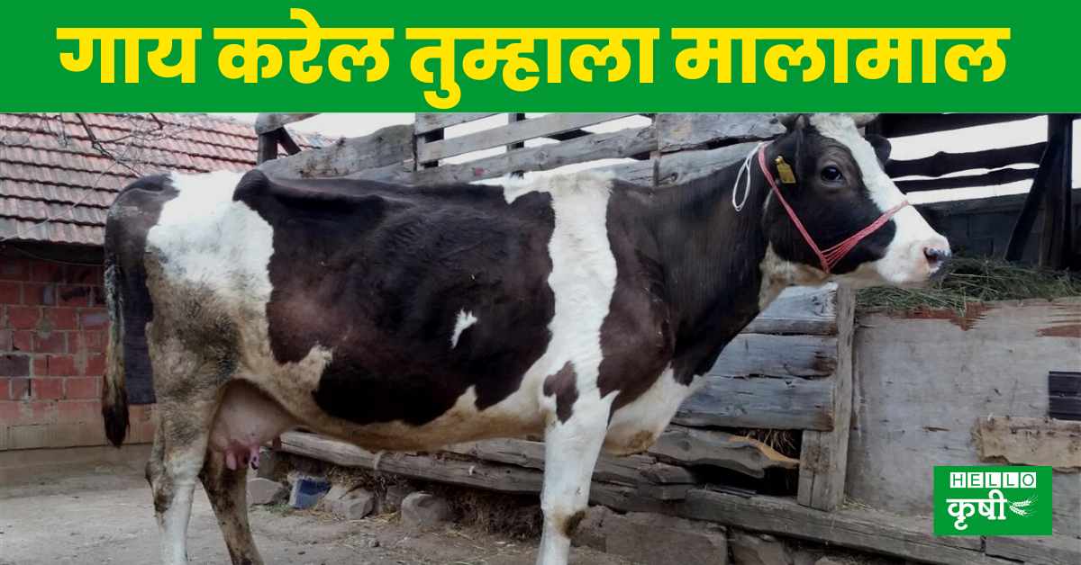 Phule Triveni Cow