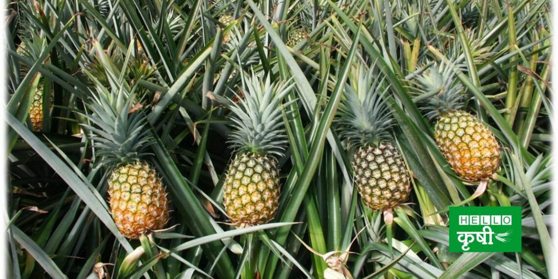 Pineapple Cultivation