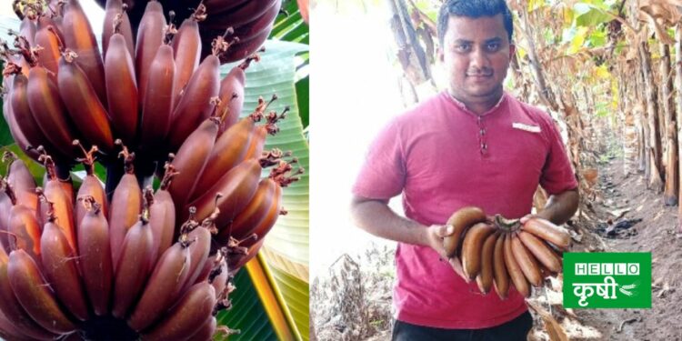 Red Banana Cultivation In Solapur