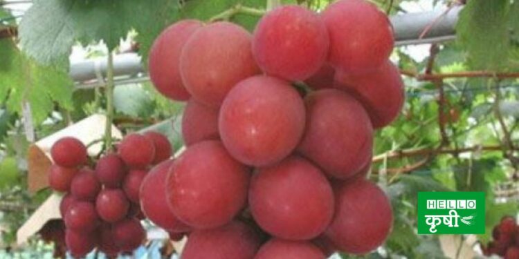 Ruby Roman Grapes