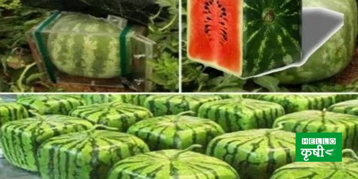 Square Watermelon Farming