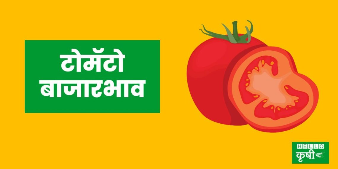 Tomato Bajar Bhav