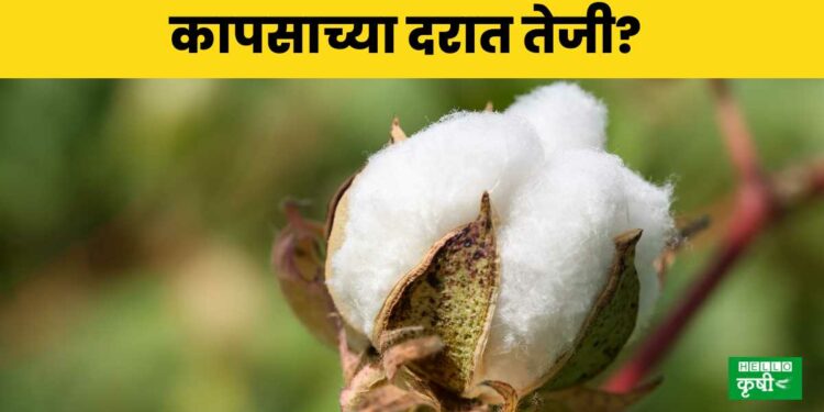 Cotton Rate