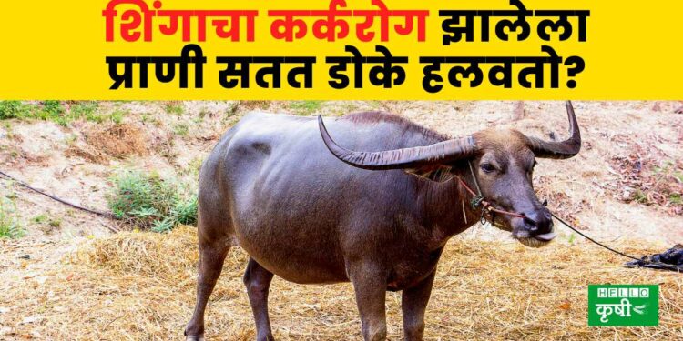 Horn Cancer Information in Marathi