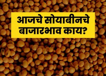 Soyabean Rate Today