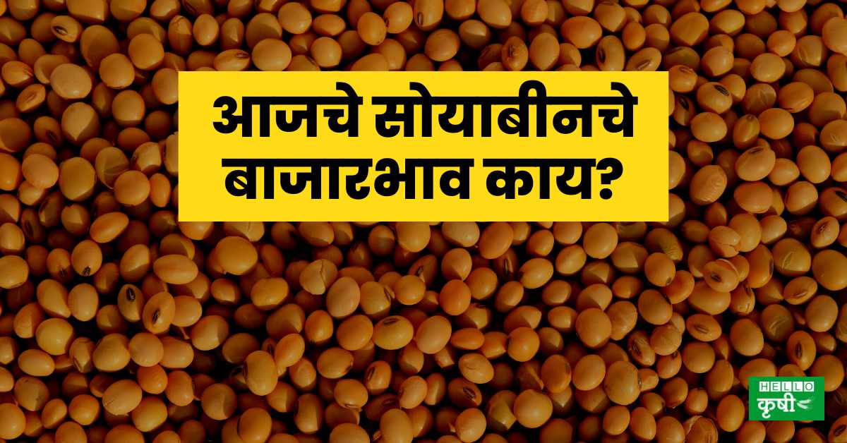 Soyabean Rate Today