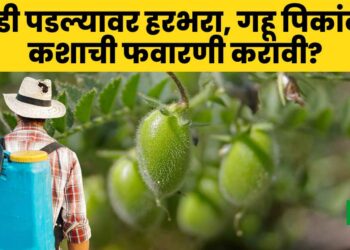 हरभरा रोग व कीड