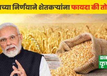 modi government on wheat price